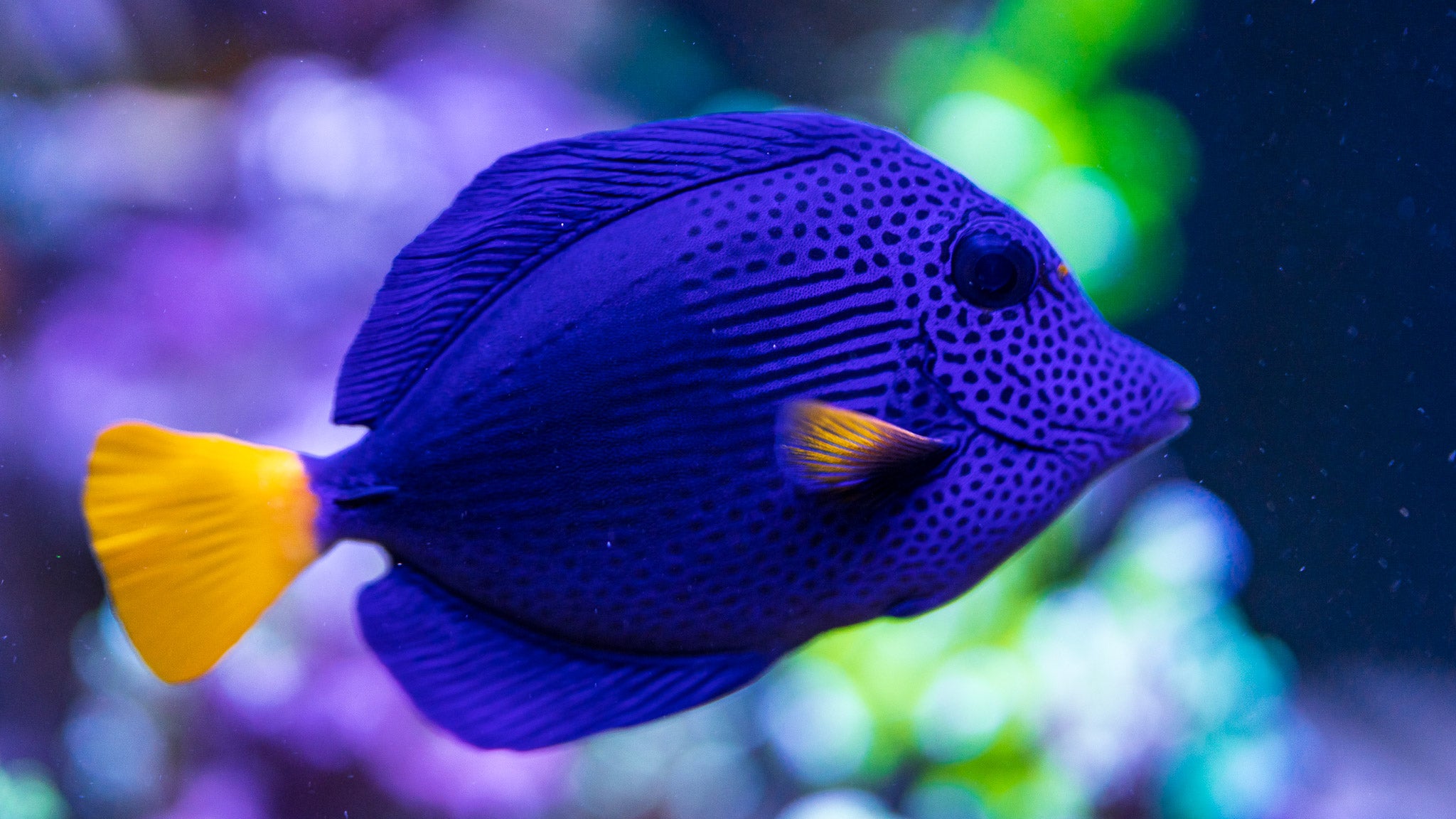 My Reef Fish - Beginner to Advanced