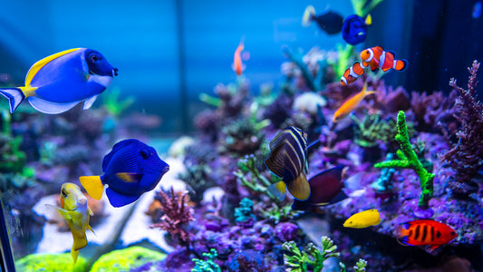 November Aquariums Overview