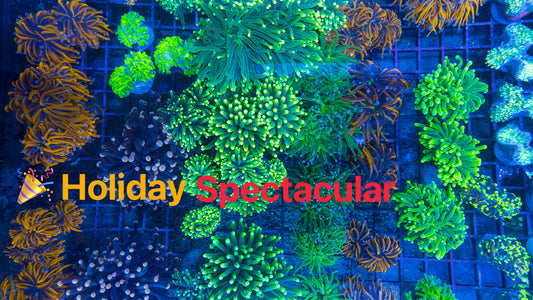 Reef Paradise Holiday Spectacular