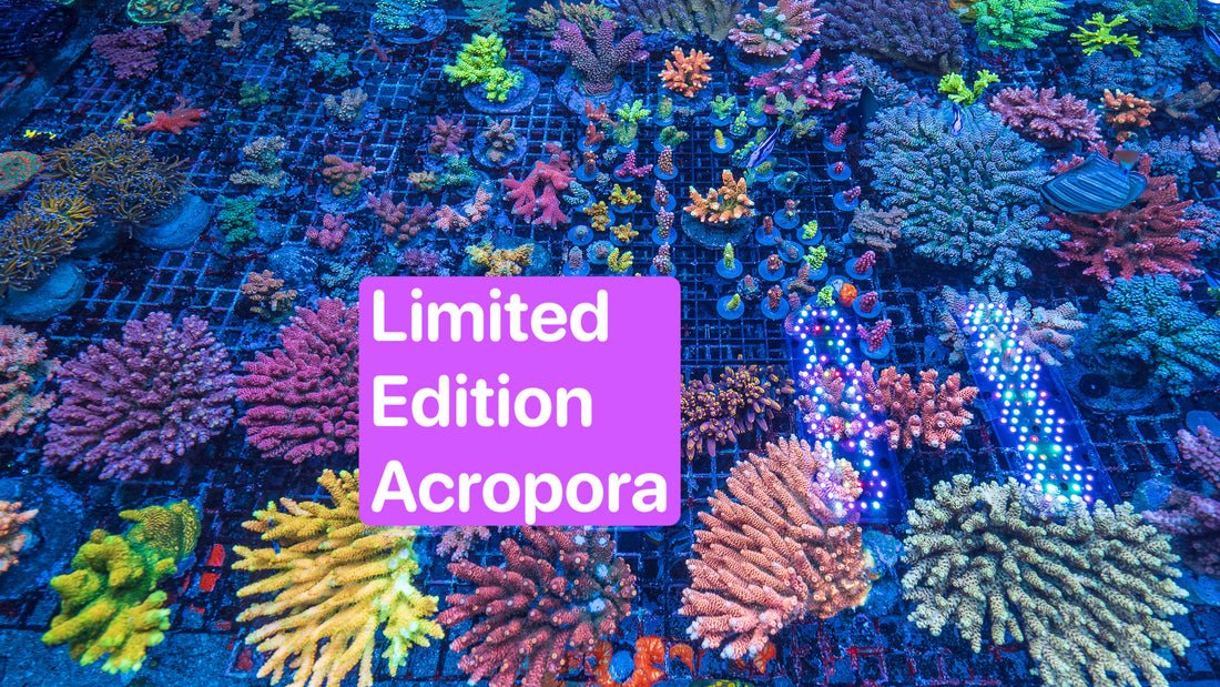 Walt Disney, Orange Passion and Aussie Dream Acropora