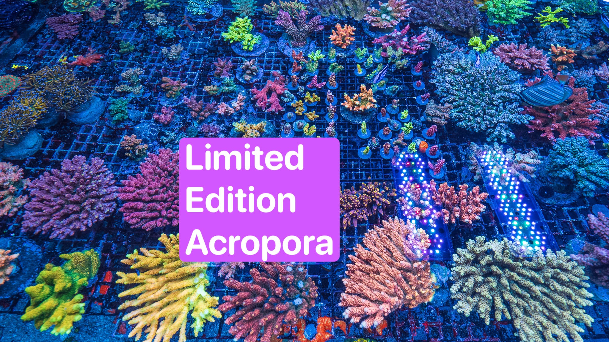 Walt Disney, Orange Passion and Aussie Dream Acropora