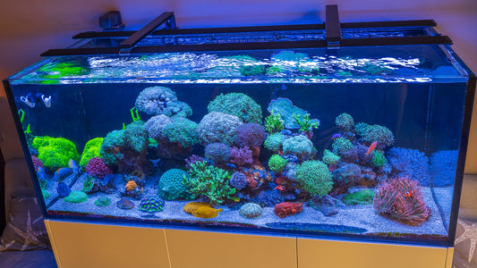 Aquarium LED Light Spillage