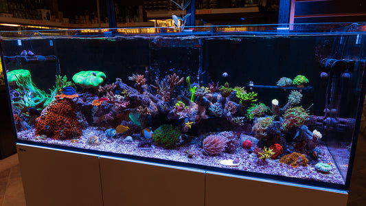 Floating Reef