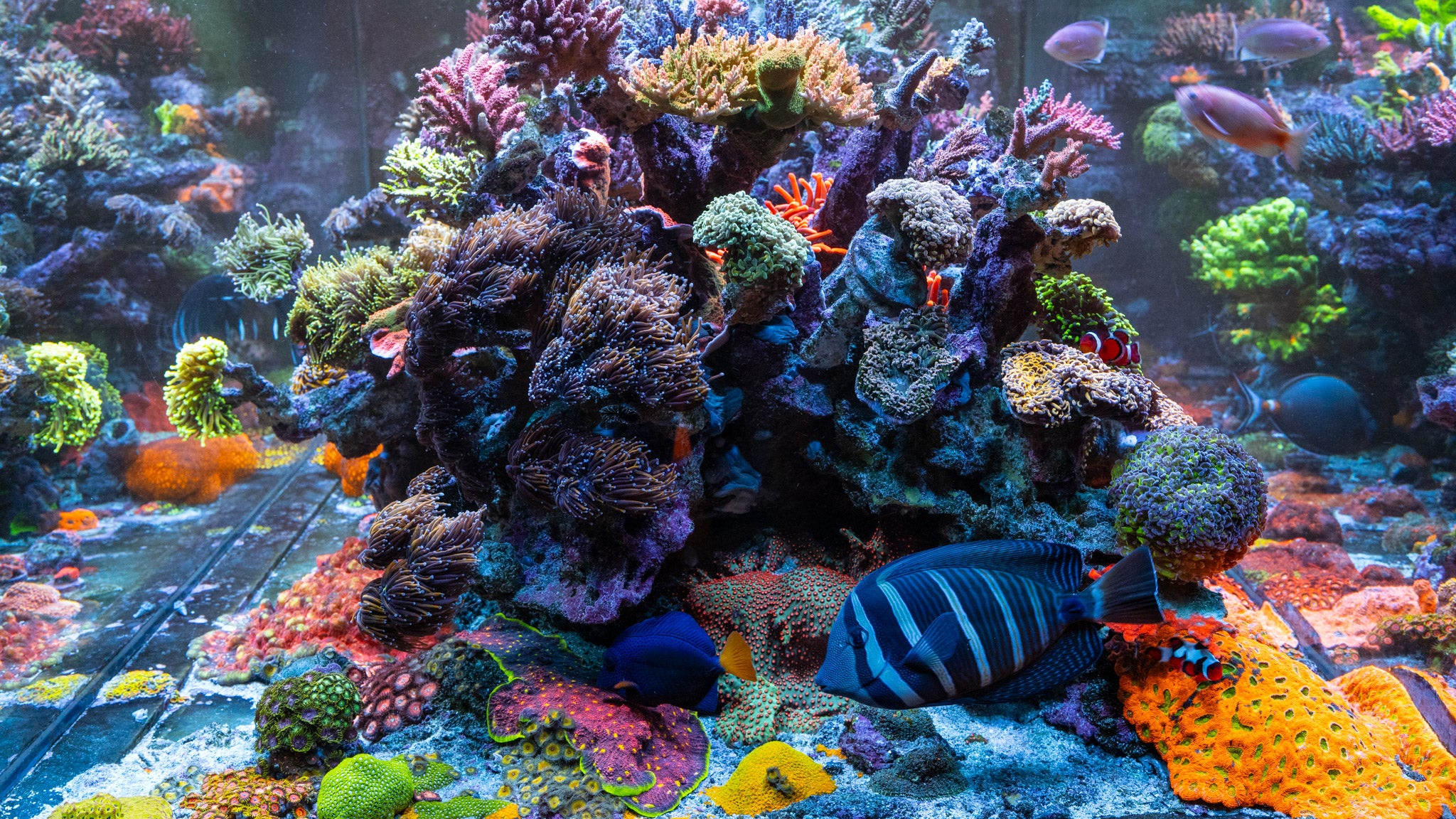 Dayne's 20 Year Old Reef