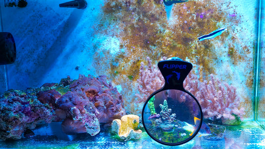 Effortless Coral Quarantine
