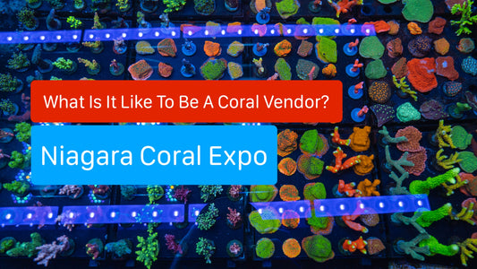 Niagara Coral Expo
