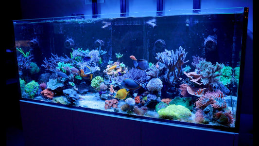 Powder Blue Tang / Sand Sifting Goby / EcoTech Versa Water Change