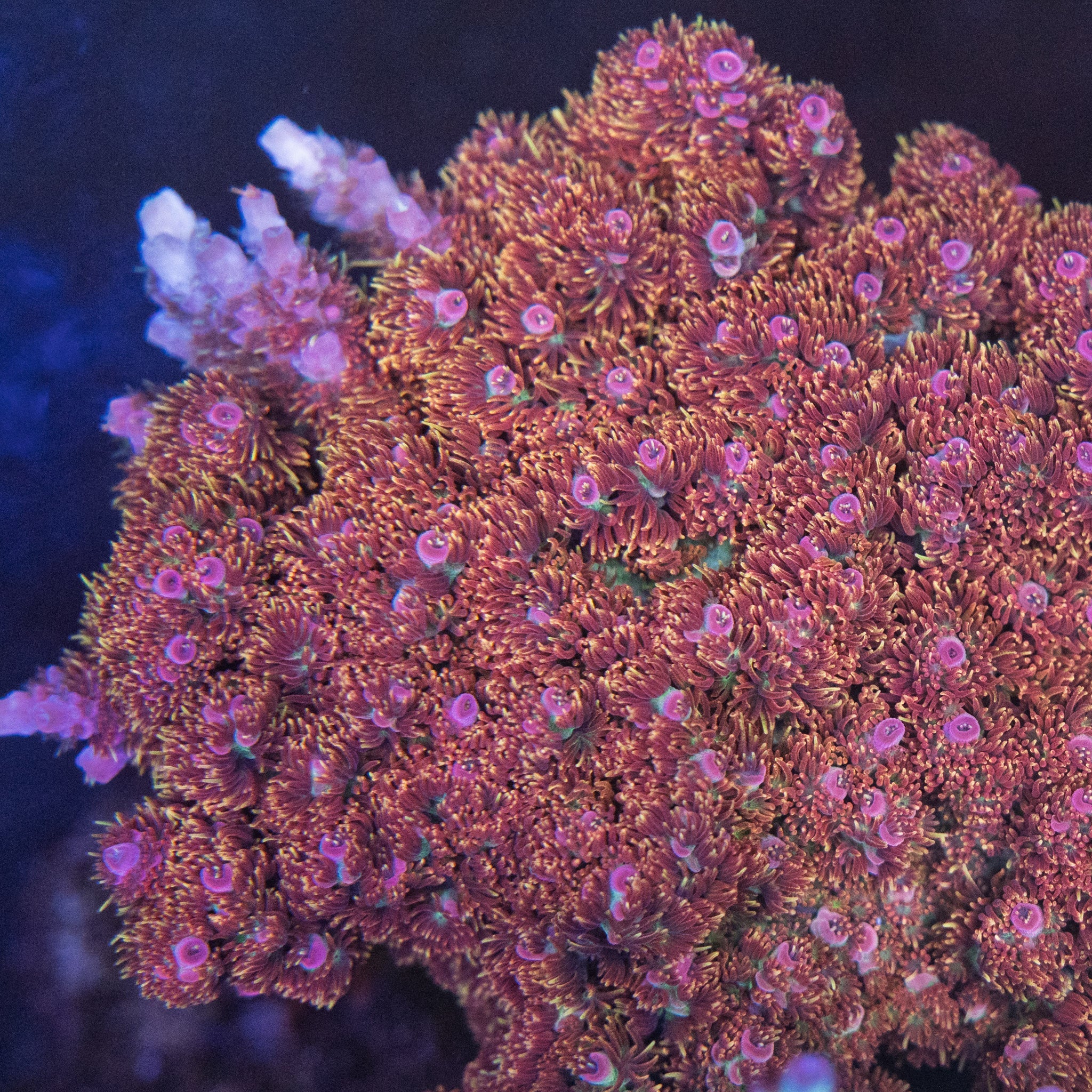 Coming Soon – Treasure Corals