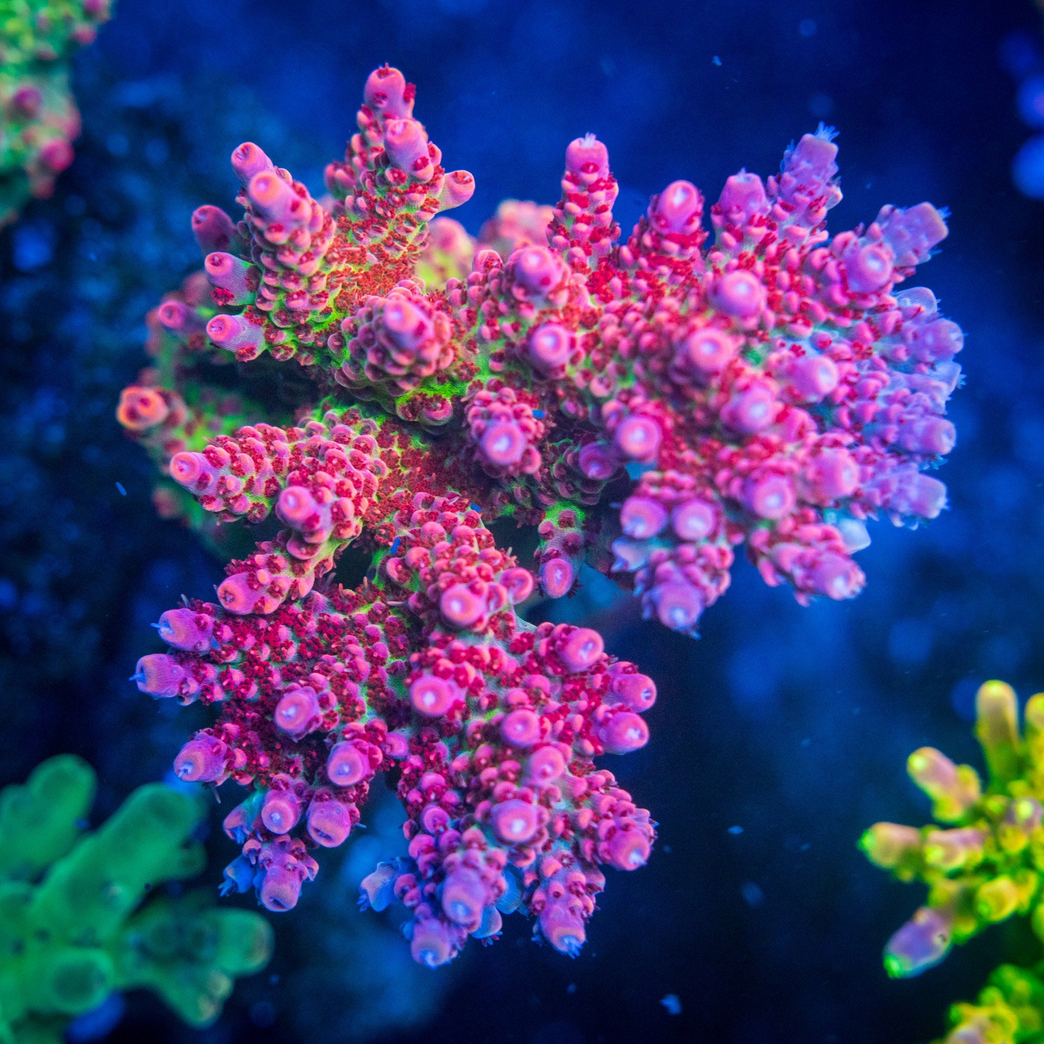 Corals
