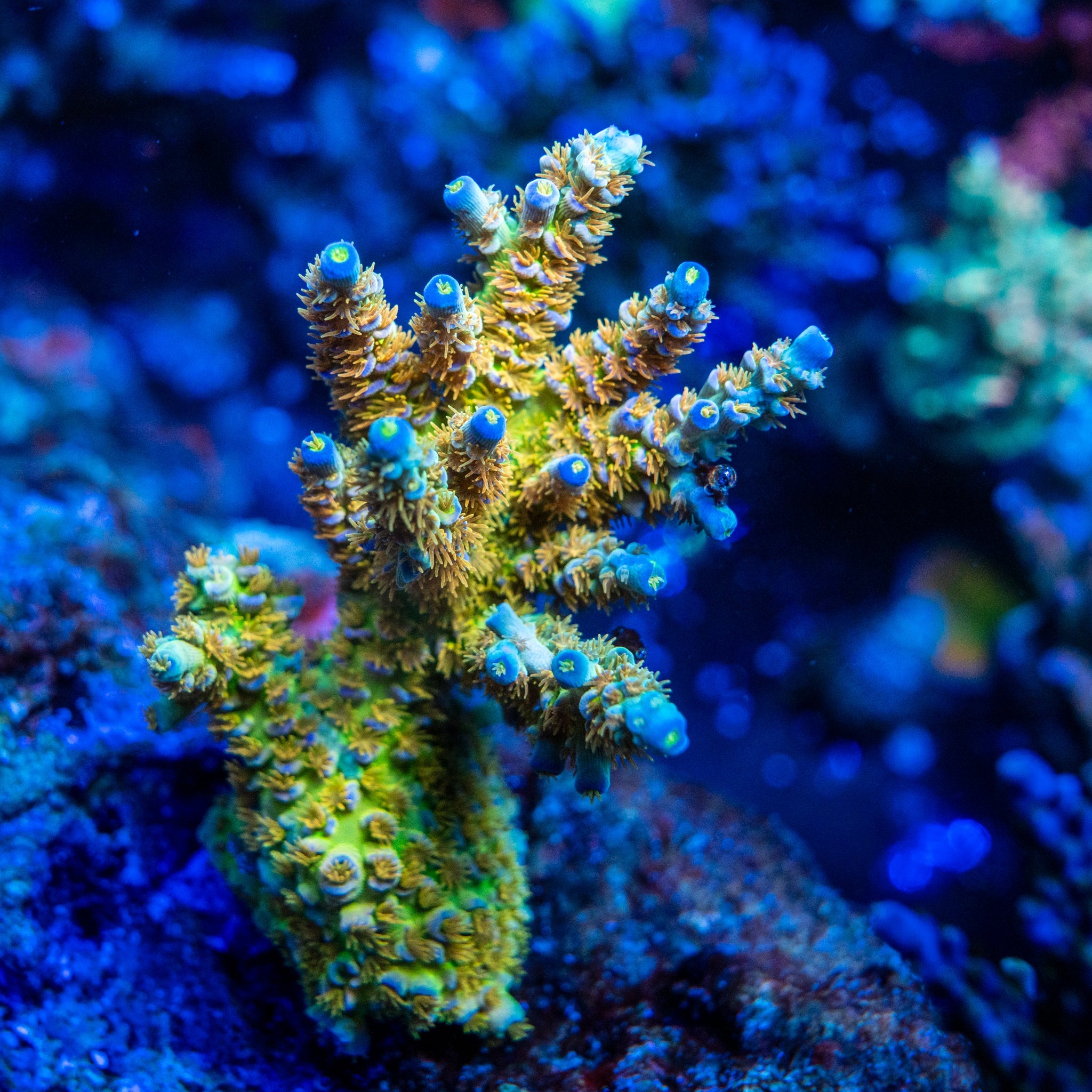 Acropora