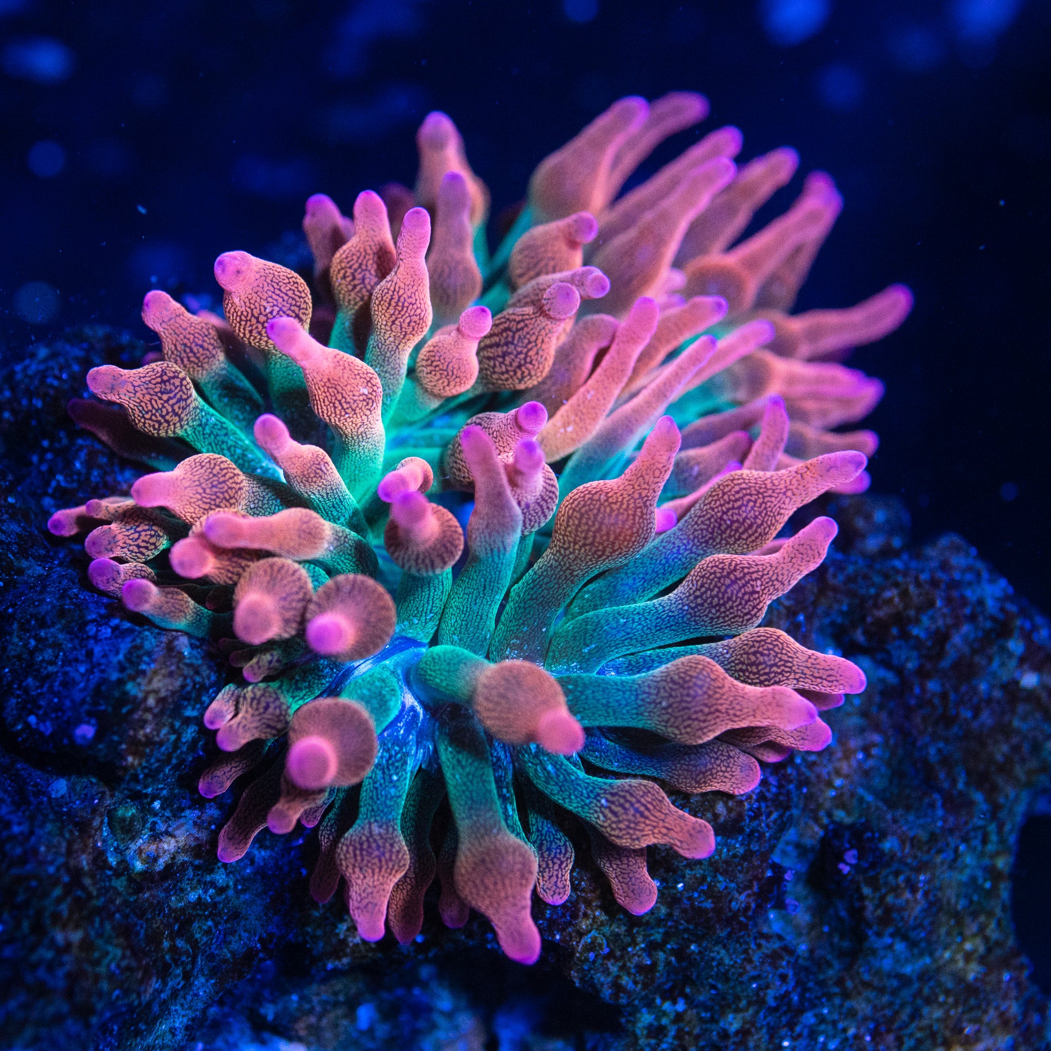 Anemones