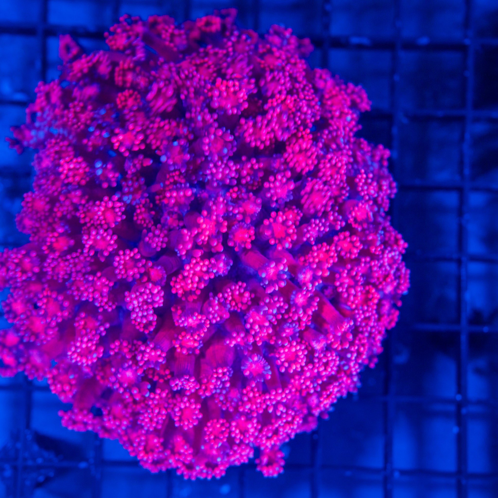 Red Gonipora