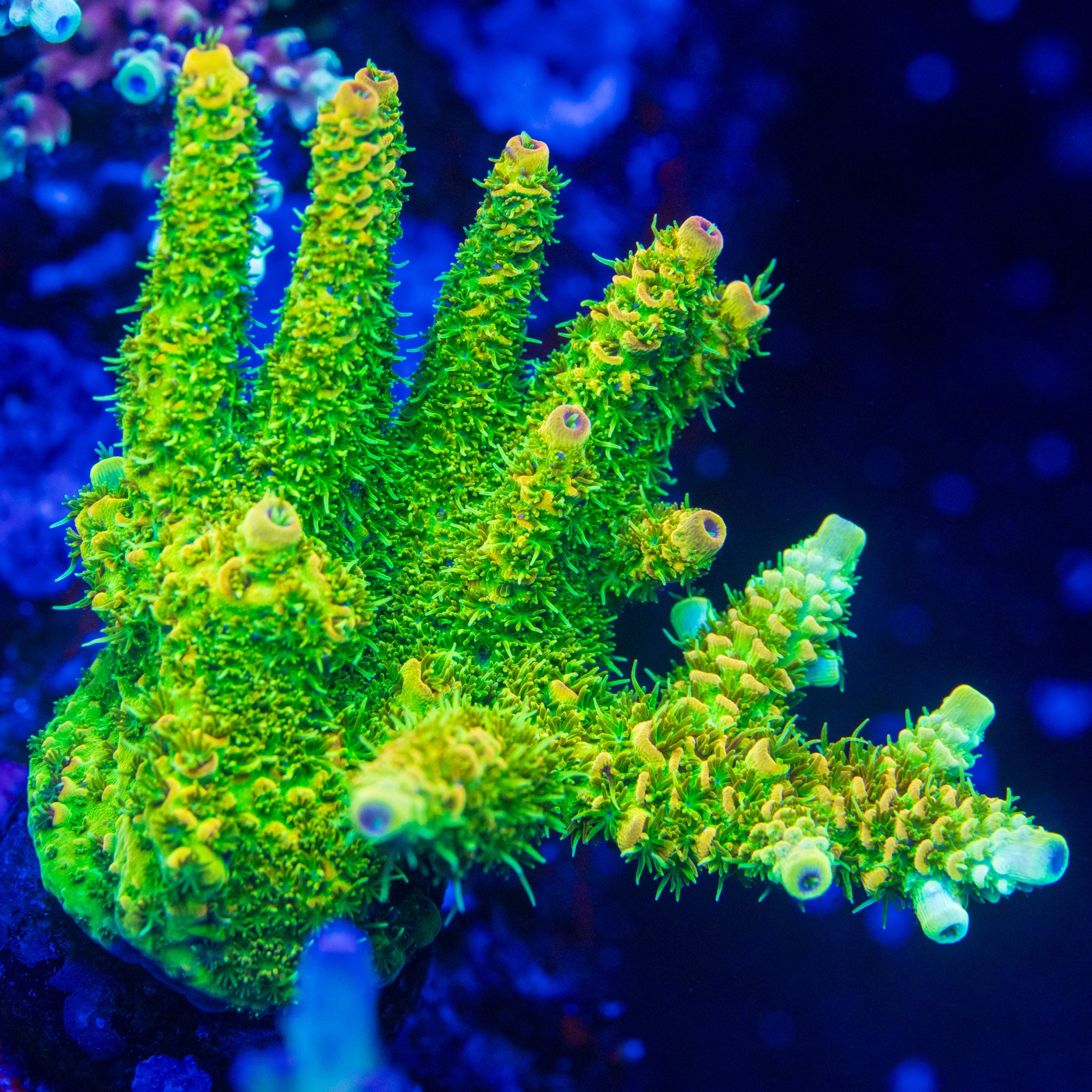 Sunset Mille – Treasure Corals