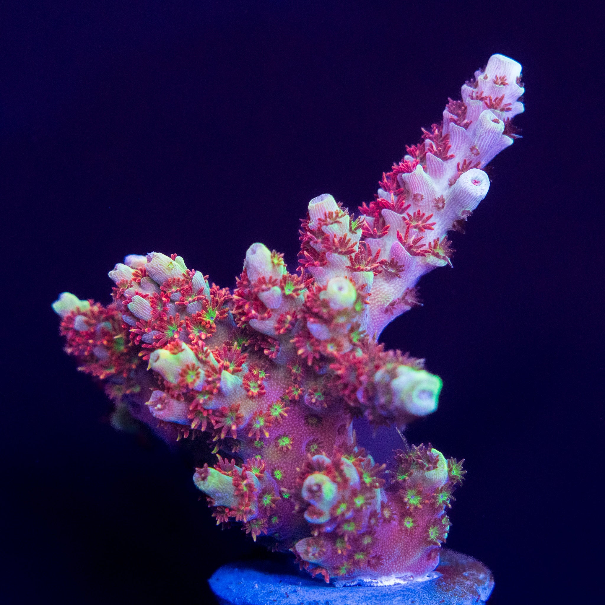 TC Shapeshifter – Treasure Corals