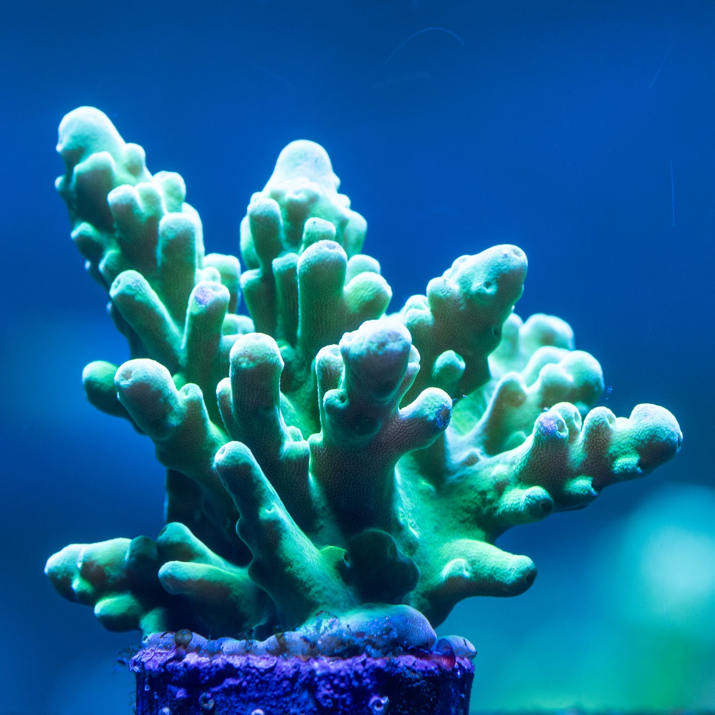 Neon Green Tort
