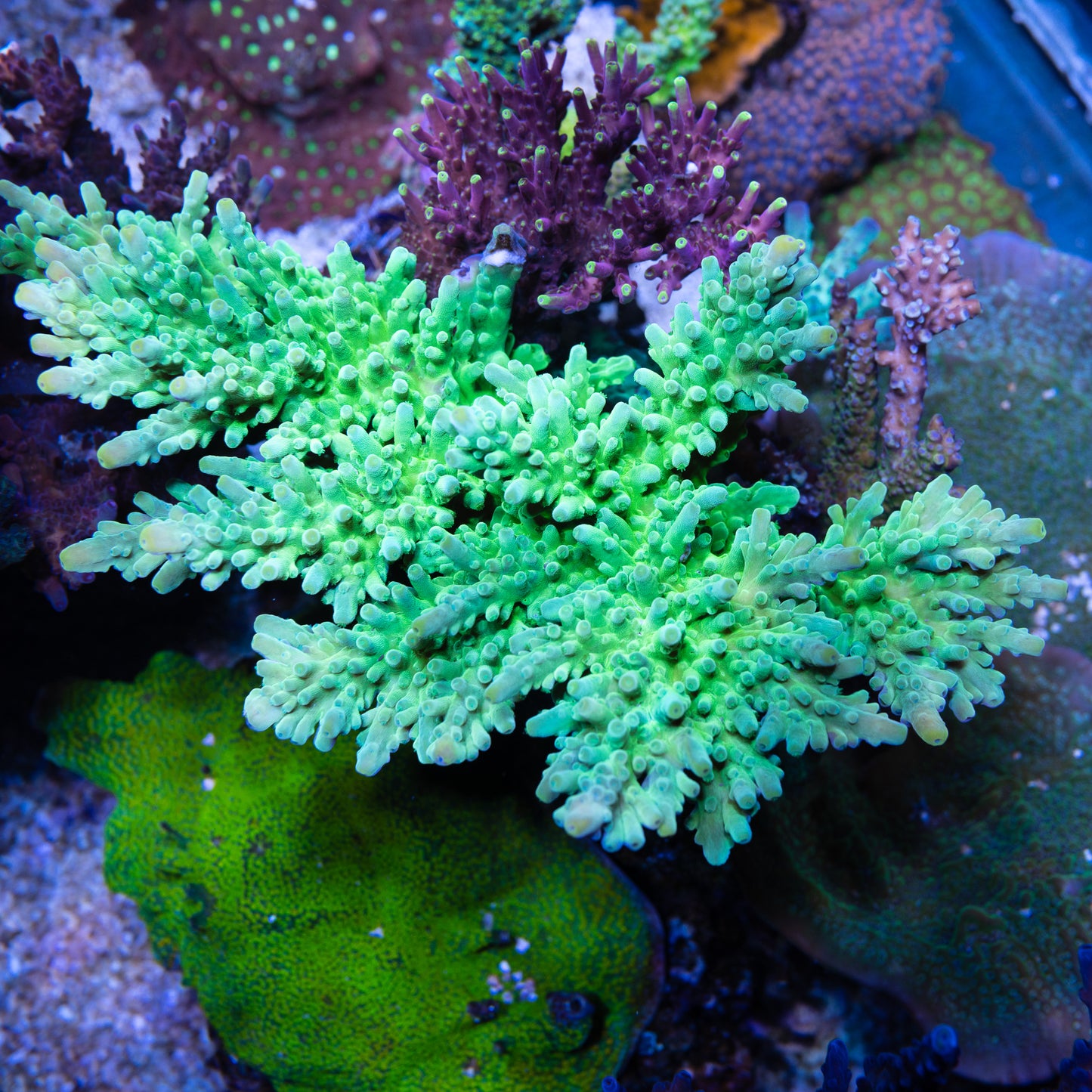 Neon Green Tort