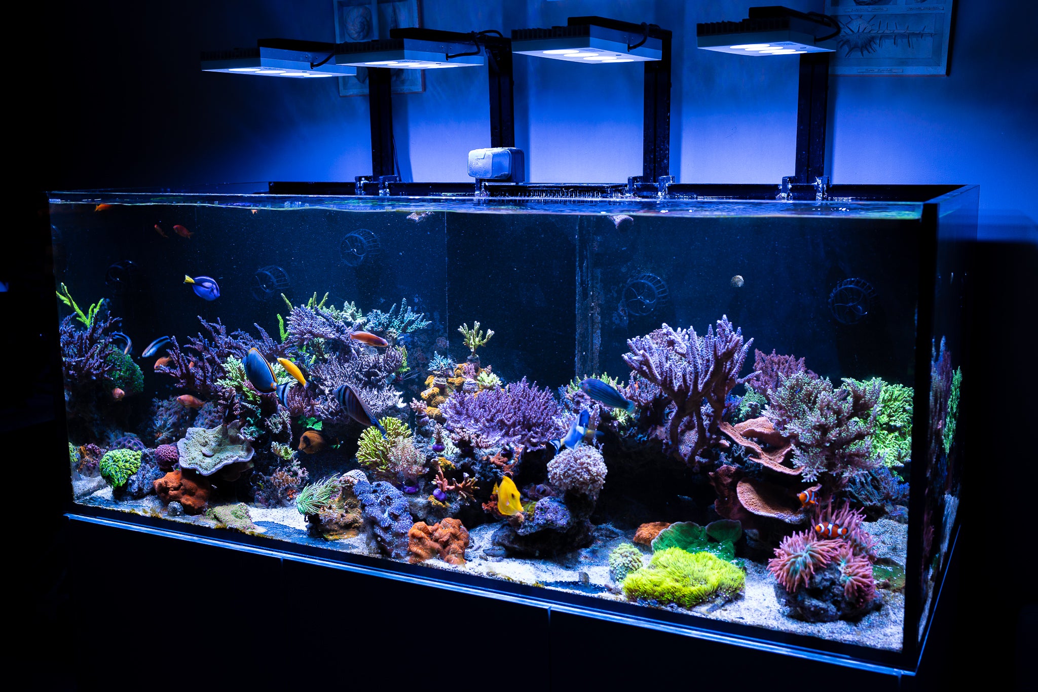 Aquarium Cleaning