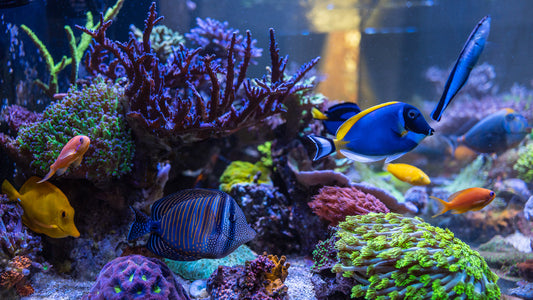 Aquarium Inspection / Nutrition and Dosing / Fragging Rainbow Clove Polyps