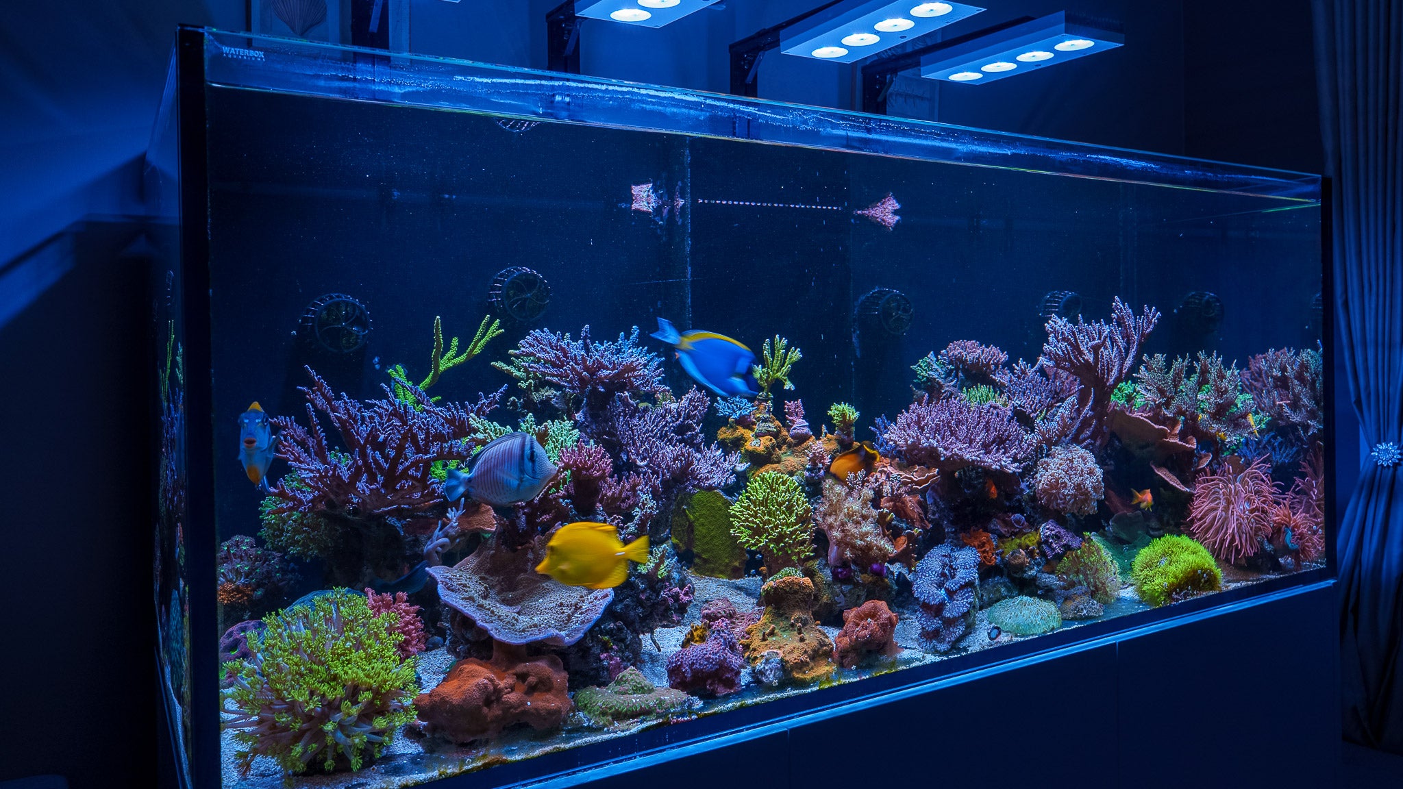 February Aquarium Inspection