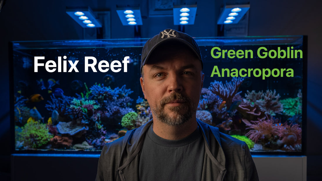 Felix Reef Preview / Green Goblin Anacropora