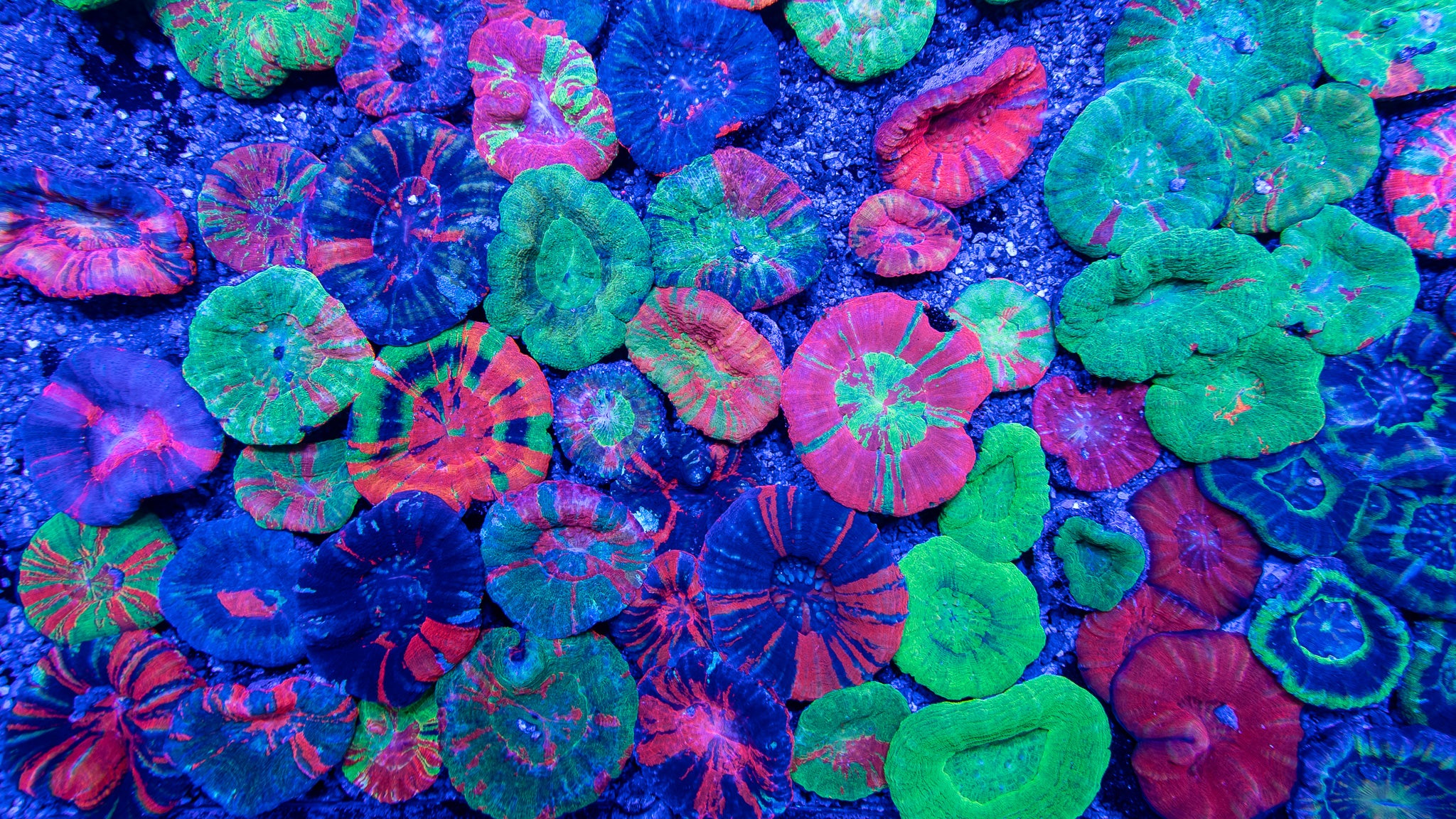 Candy Corals Visit / Coral Harasser Caught