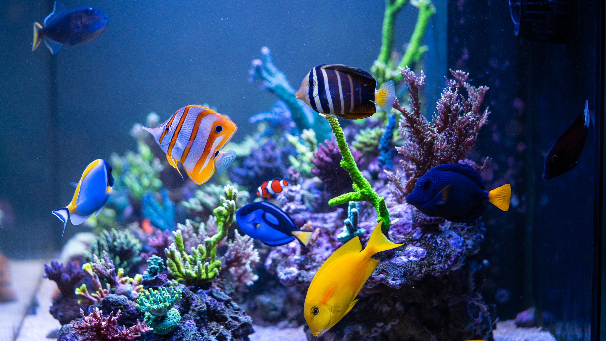 What's Wrong With My Reef?