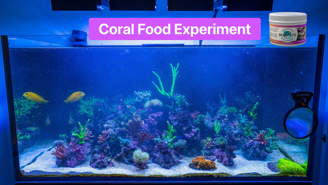 Coral Food Experiment