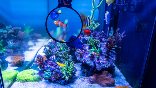 Benepets Coral Food Experiment