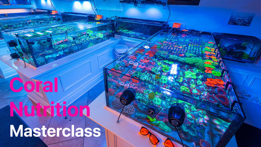 Masterclass on Coral Nutrition