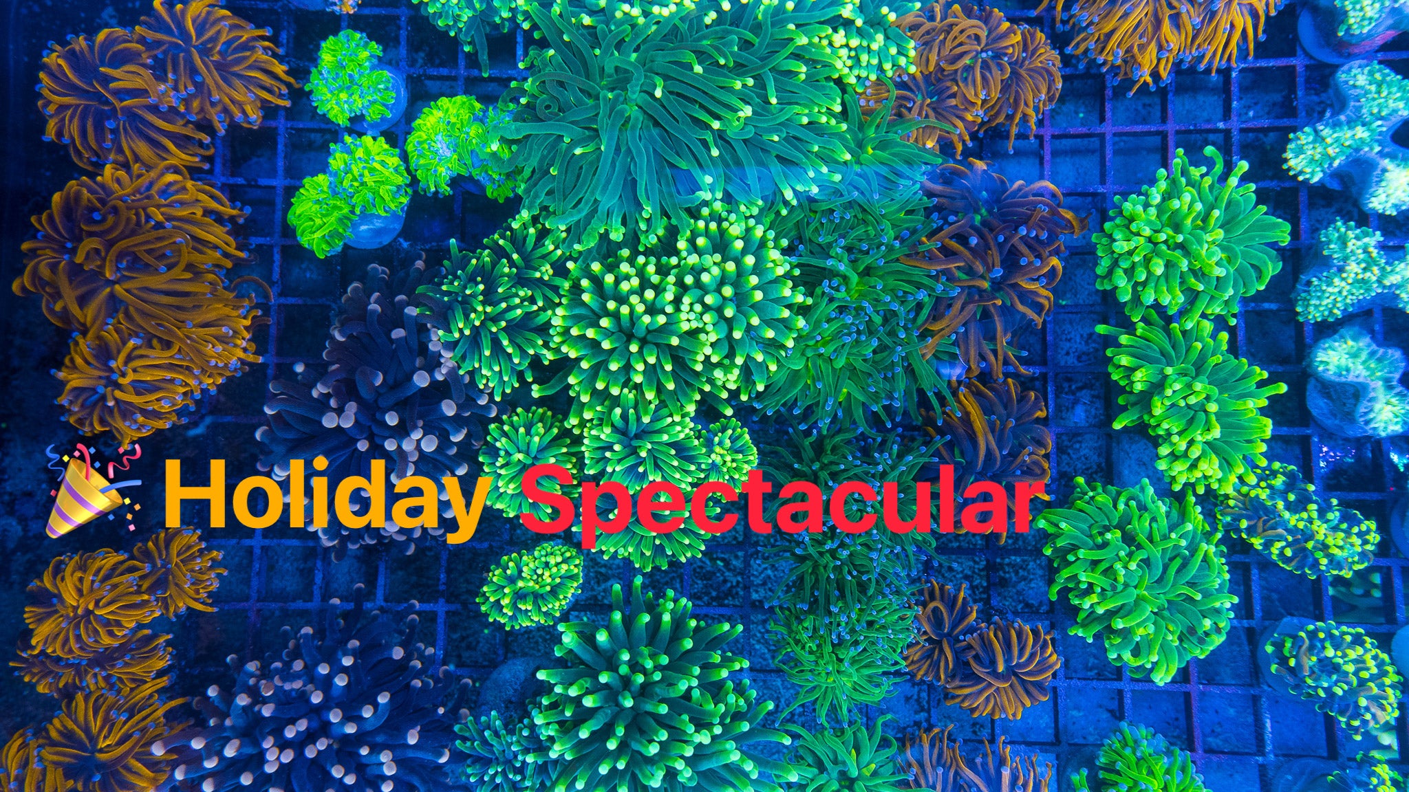 Reef Paradise Holiday Spectacular