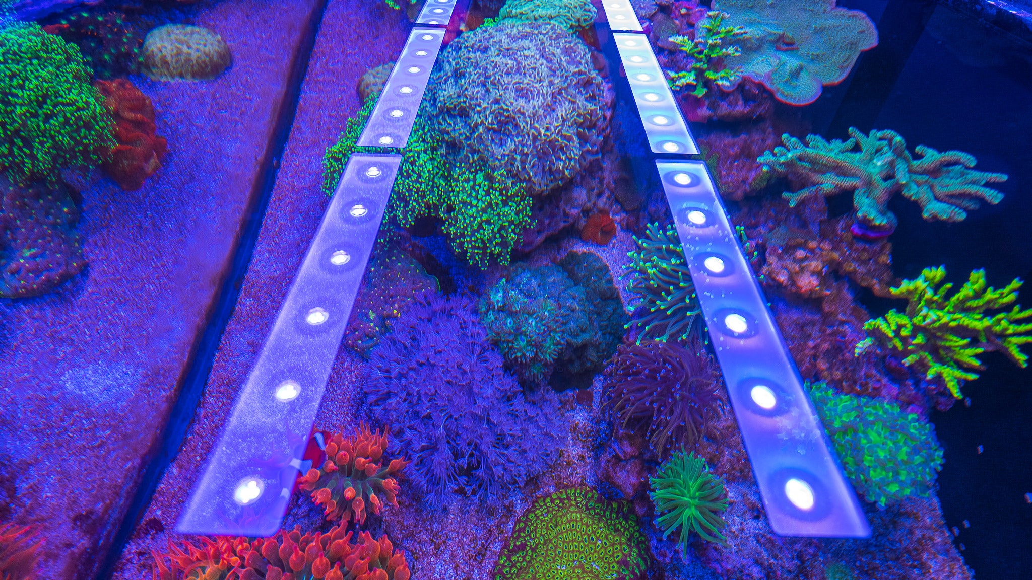 AquaIllumination Blade Glow & Grow First Look – Treasure Corals