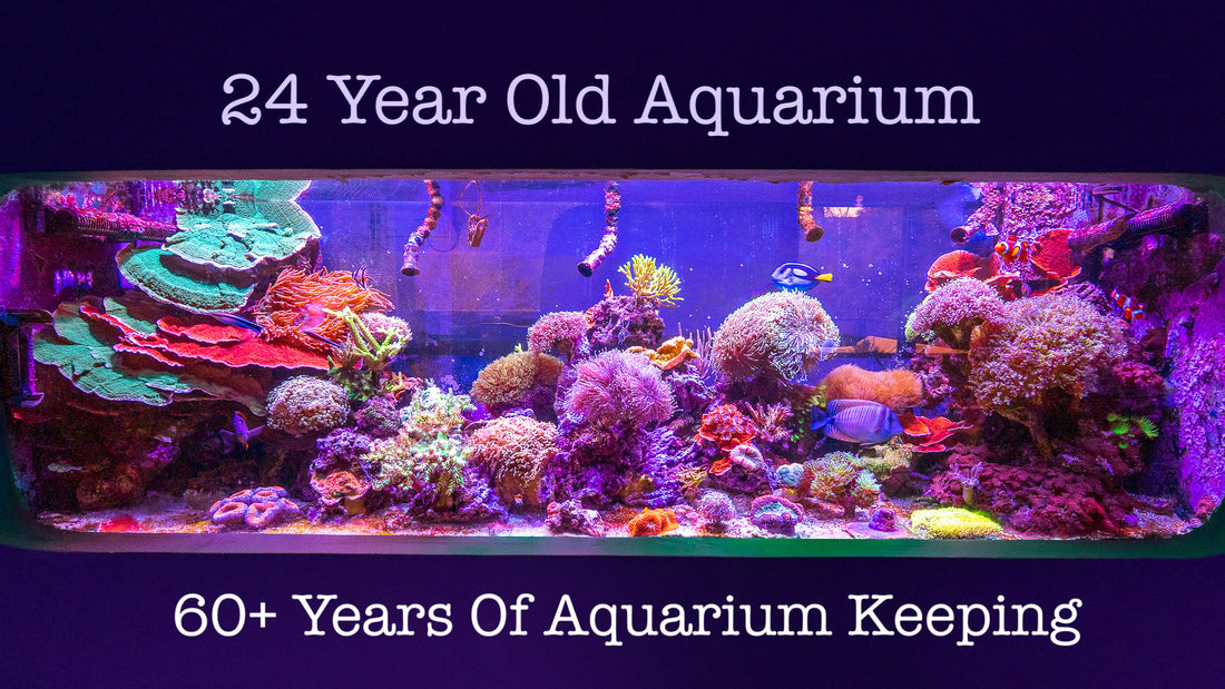 24 Year Old Reef + 60 Years Of Aquarium Experience
