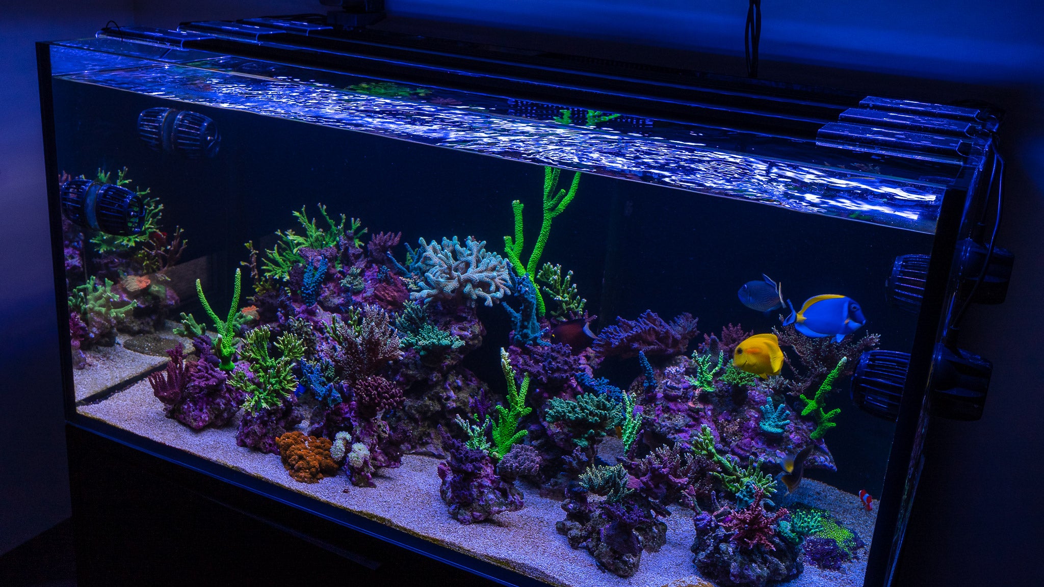 SPS Coloring Up / AI Blade After 10 Days