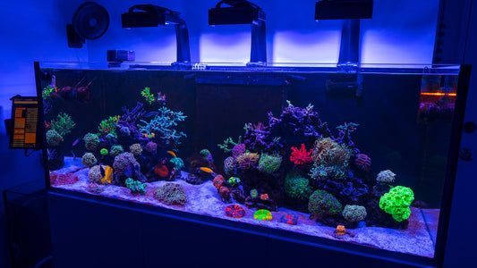 Nathan's High-End Reef
