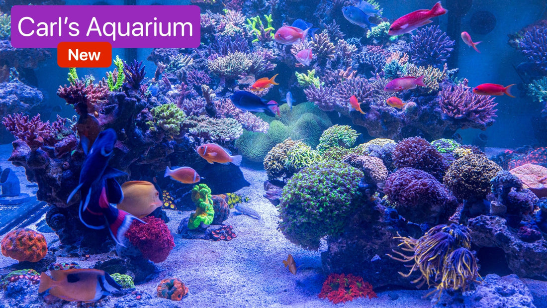 Carl's New Aquarium