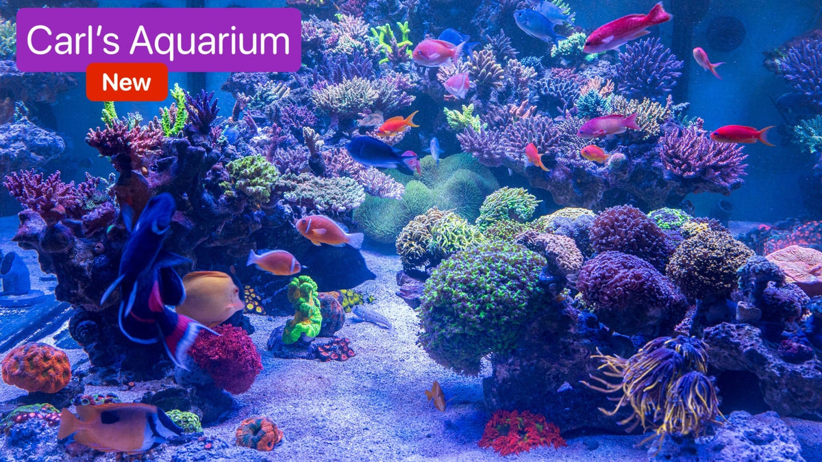 Carl's New Aquarium