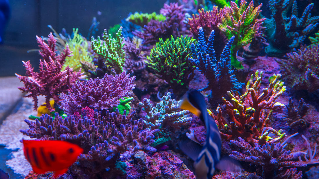 Coral Color Secret