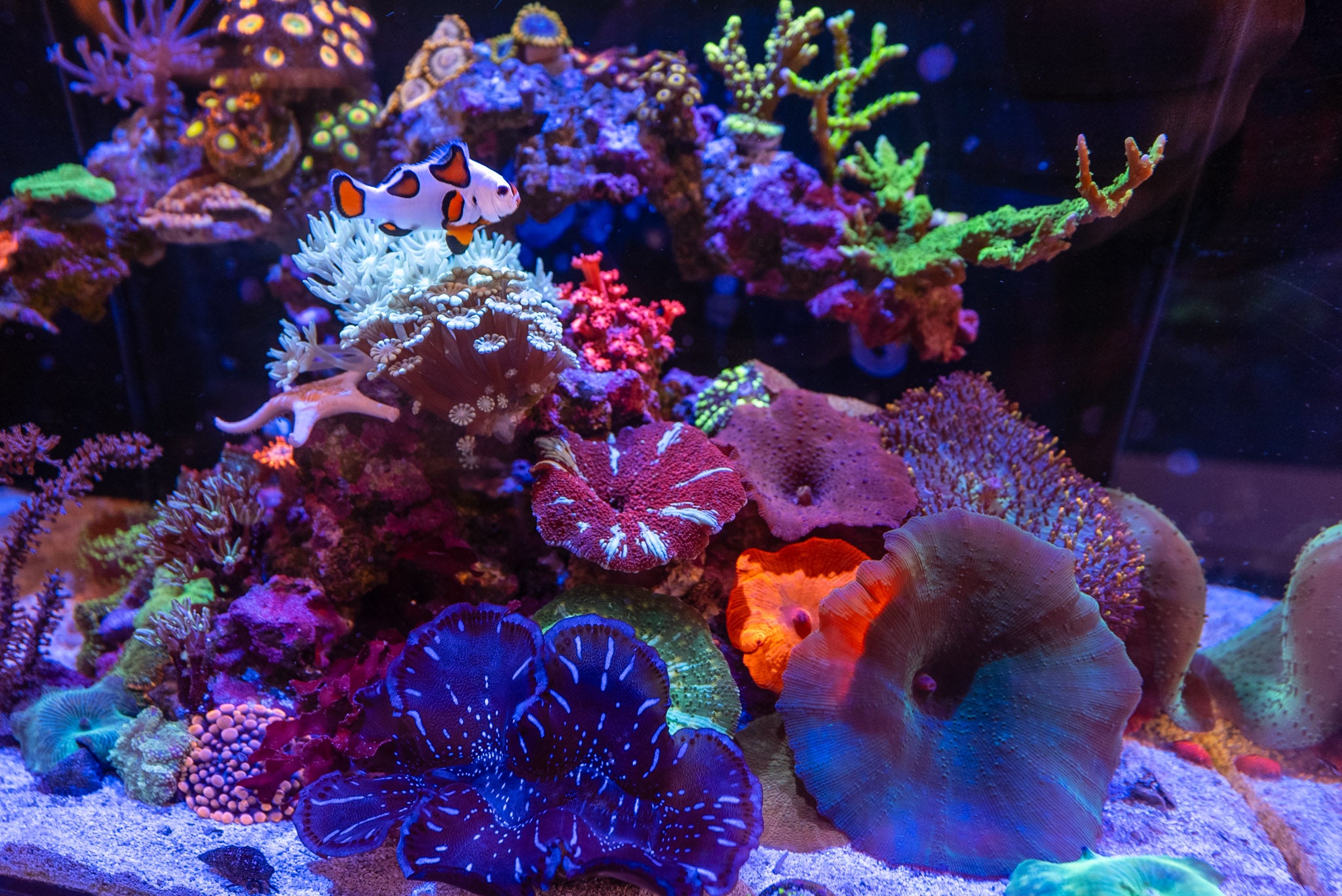 Disney Reef at Fragbox