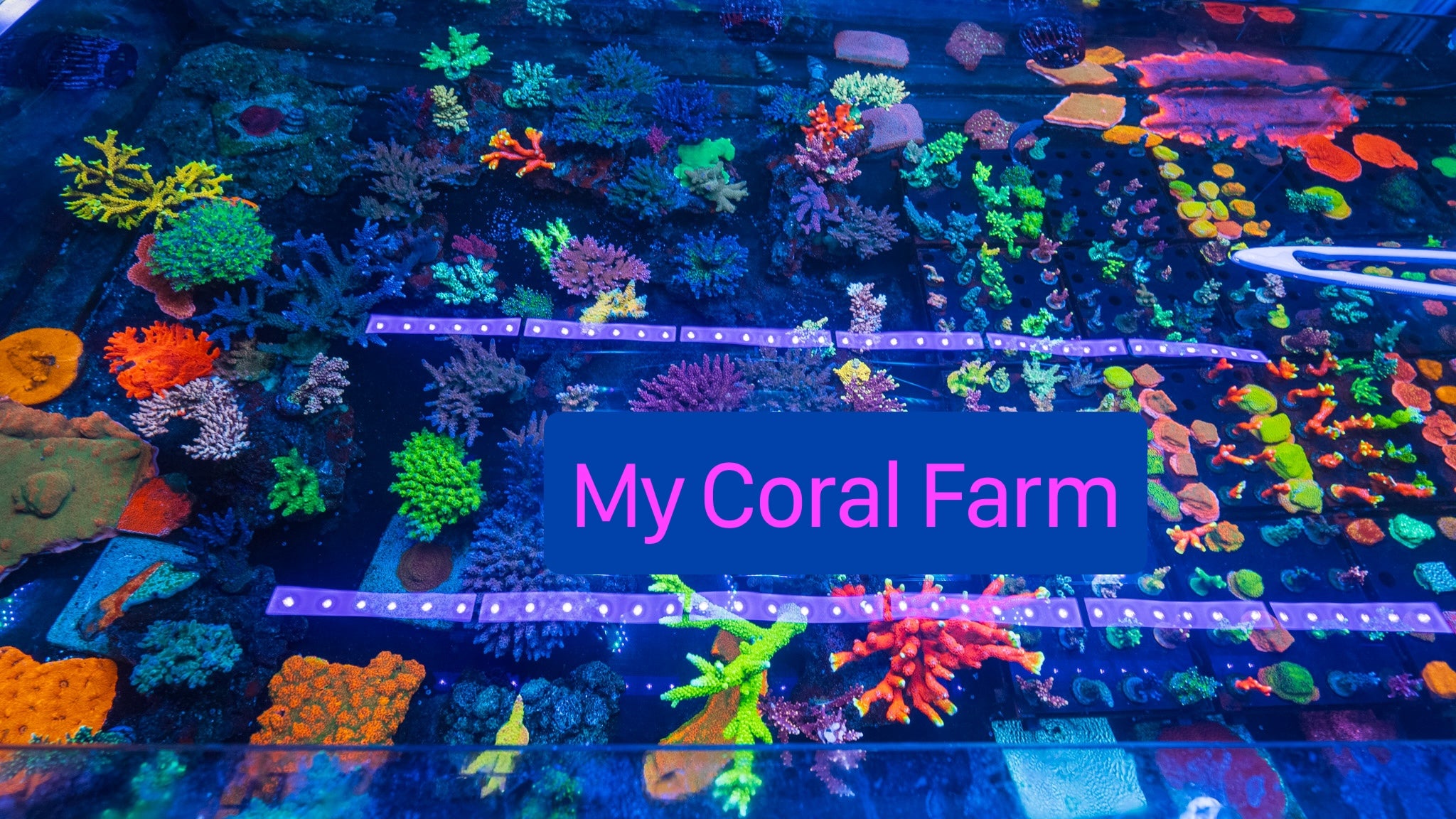 Farm Update – Treasure Corals