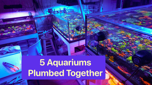 5 connected aquariums - How do they differ?