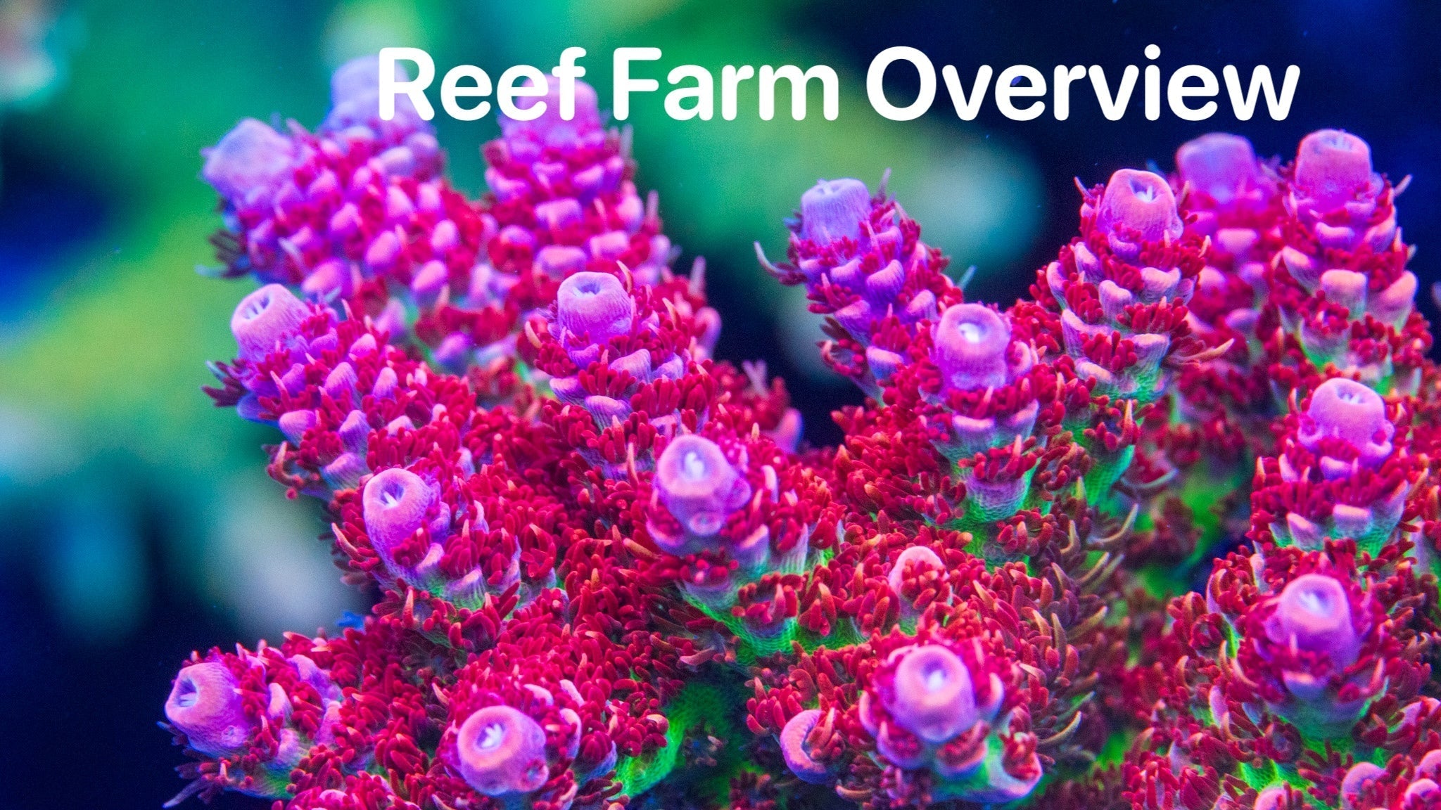 Reef Farm Overview