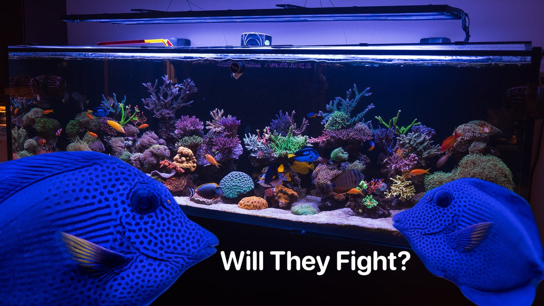 Can 2 Same Tangs Be Put Together?