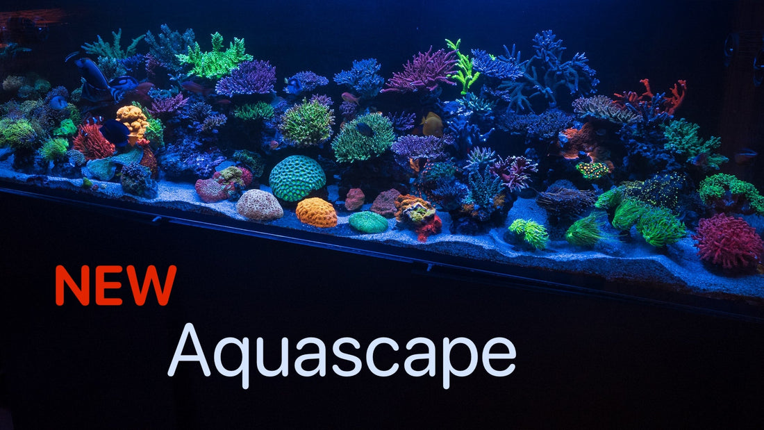 New Reef Aquascape