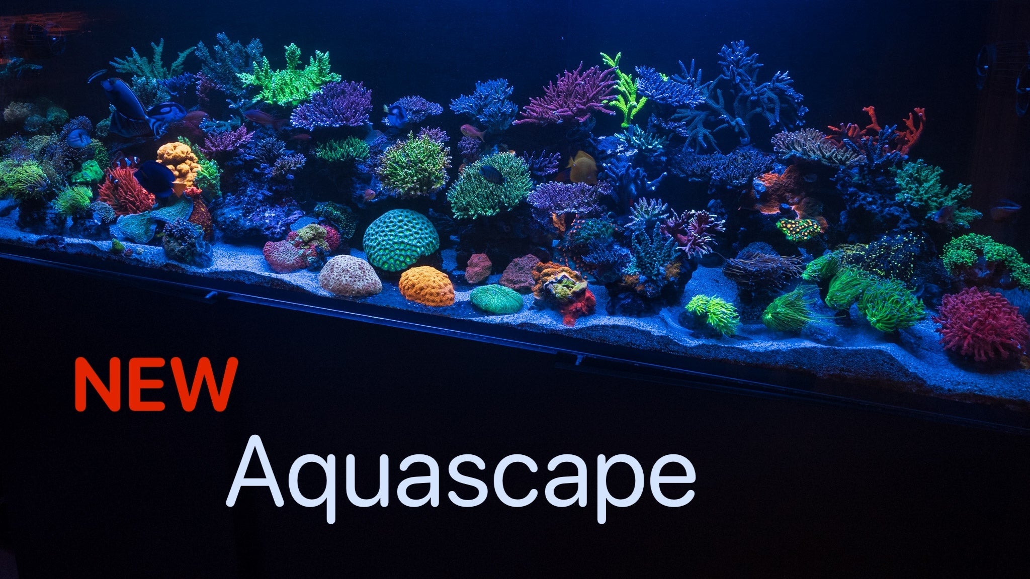 New Reef Aquascape