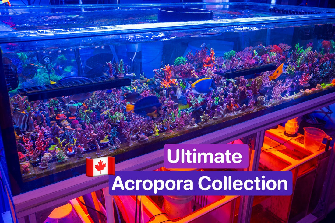 Acropora Collection
