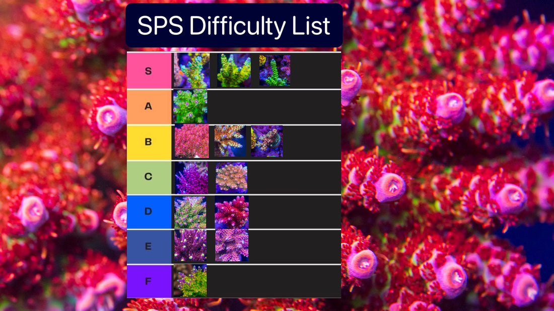 Corals Difficulty Level