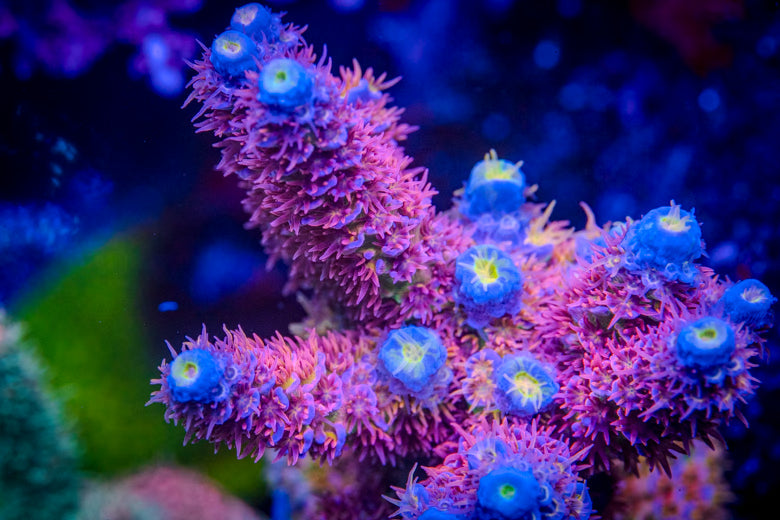 Major Reef Rescape
