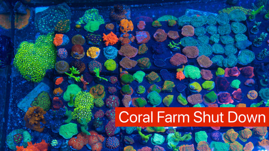 Shutting Down My Coral Farm