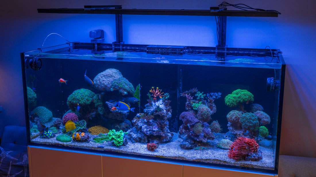 Changing Reef Aquarium Aquascape