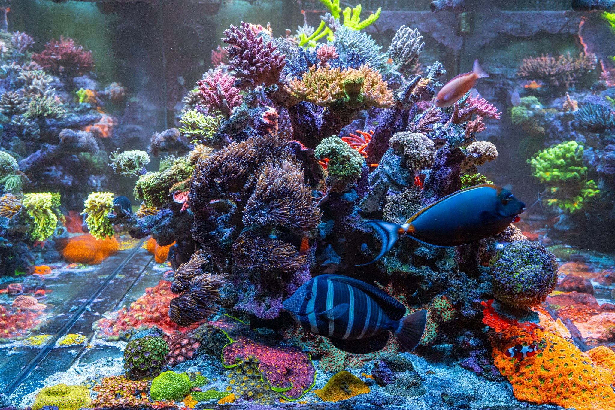 Dayne's Reef